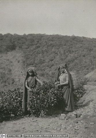Foto Teepflückerinnen in Ceylon um 1907