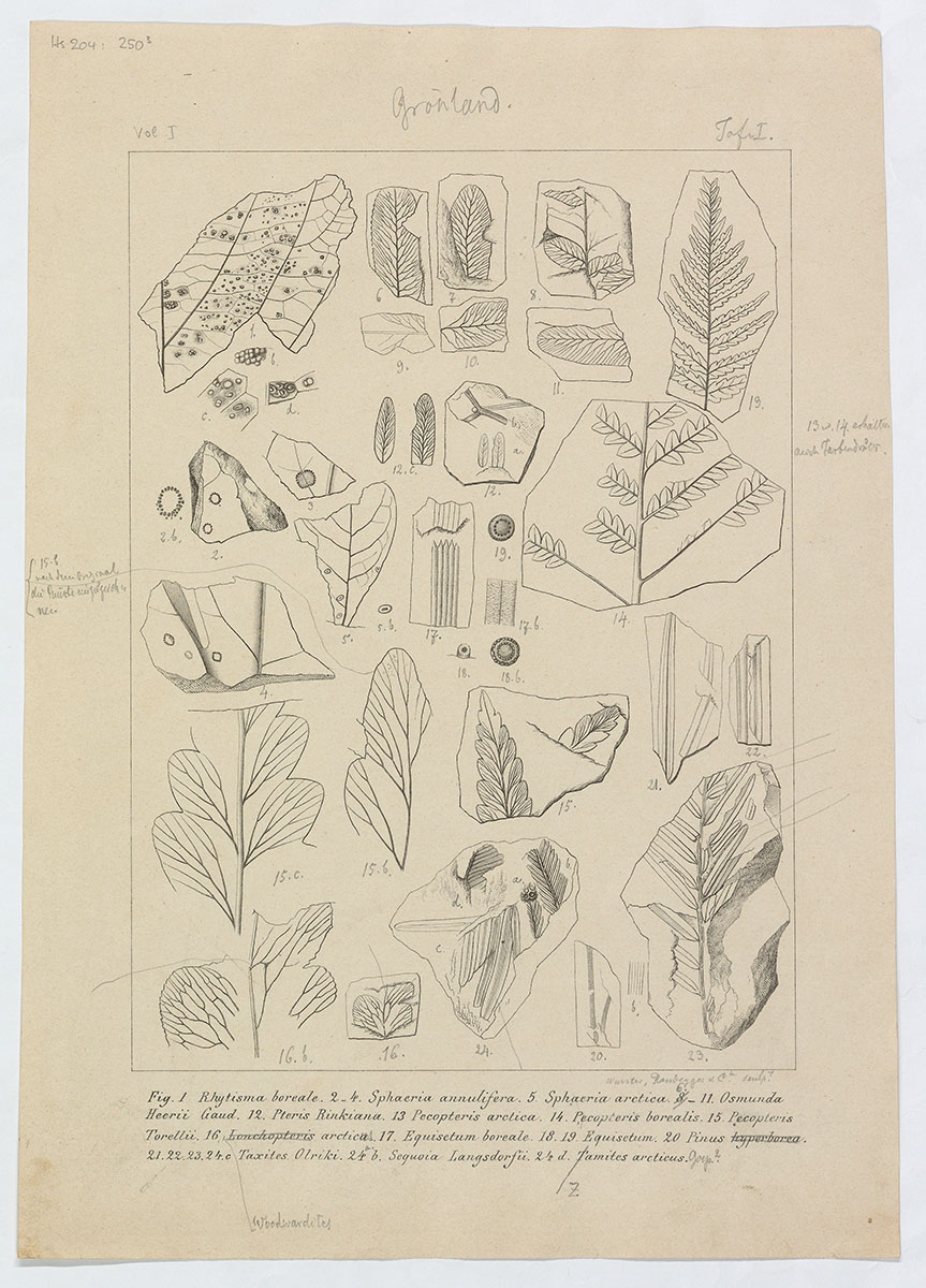 Zeichnungen aus dem Nachlass von Oswald Heer: Version 3, Tafel I, Pflanzen aus Nordgrönland