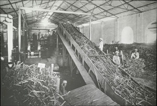 Zuckerrohr-Verarbeitung, Laufbahn nach den Zuckermühlen
